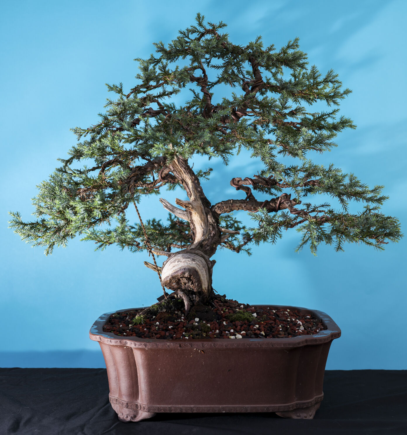 NO.bonsai.io.081322.06.jpg